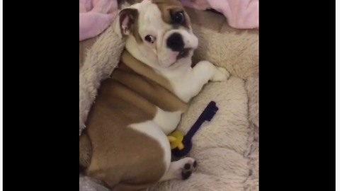 Bulldog puppy has adorable attitude issues