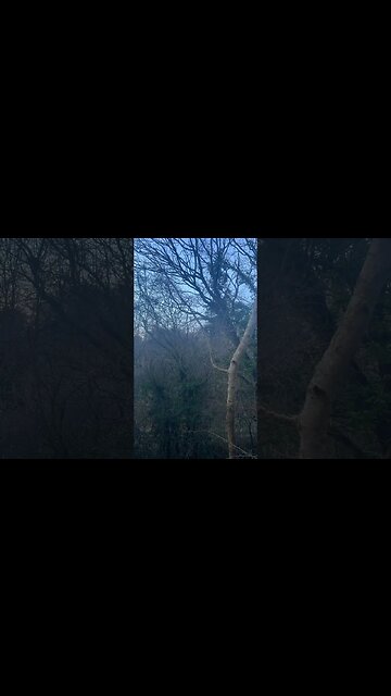 Im like a bird #birds #nature