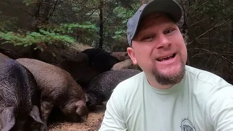 Pig Paddock Practicum: Dialectic - Asking Questions