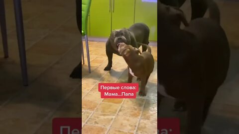 #shorts Смешные Собаки Из Тик Тока 104 Funny Dogs From Tiktok