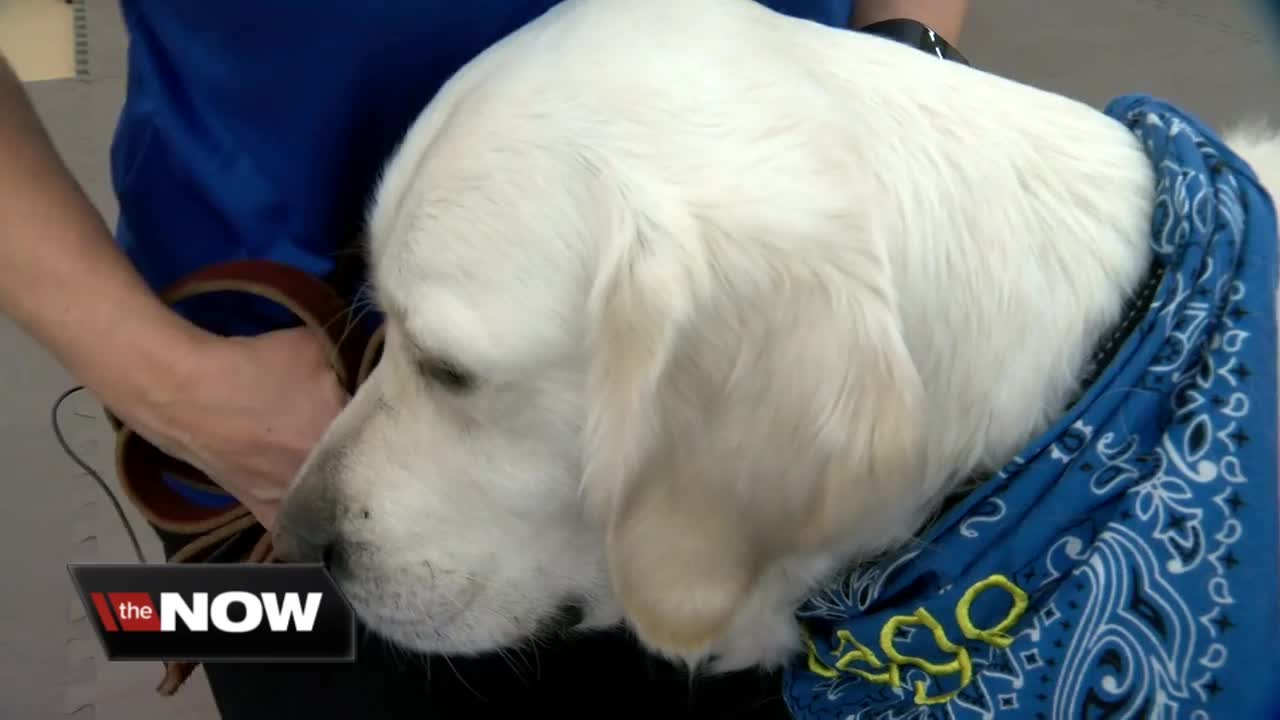 Concordia University is Wisconsin's first college with an animal therapy program