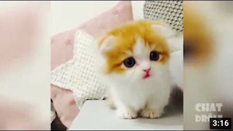 Cute and Funny Animals Videos Compilation I Best funny videos 2021