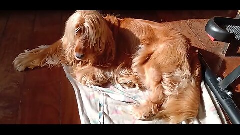 #dog , #animals , #friend , #dogs , #kutta , #cães
