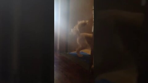 golden dog , shorts