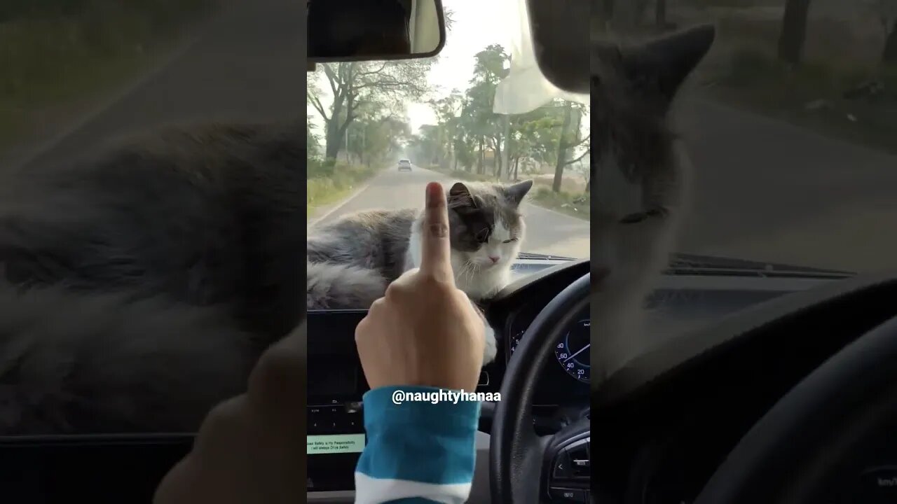 Little Cat Enjoying The Journey 🤣 #kitten #shorts #beautiful