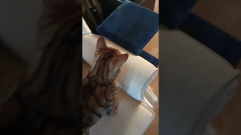 Bedford "helps" his girlfriend out the cat door 🐈‍⬛🐆