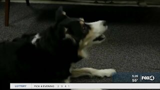 Collar attempts to translate dog barks