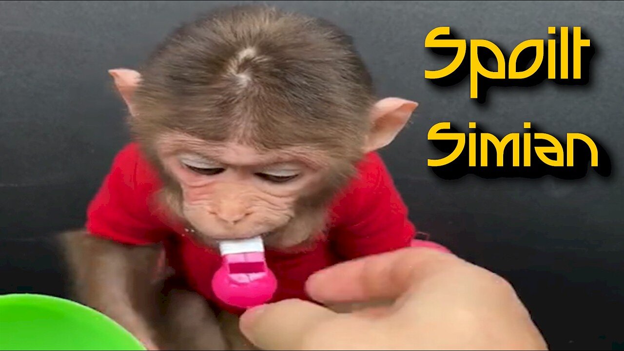 Spoilt Monkey