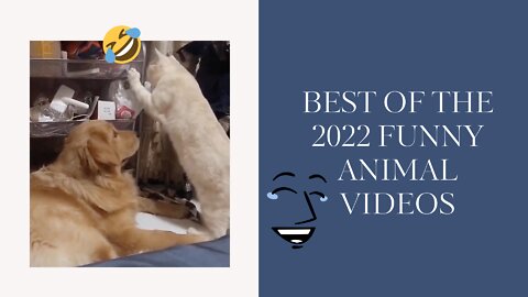 Best Of The 2022 Funny Animal Videos