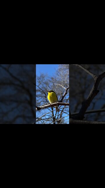 Is Something Wrong With This Yellow Finch Bird?