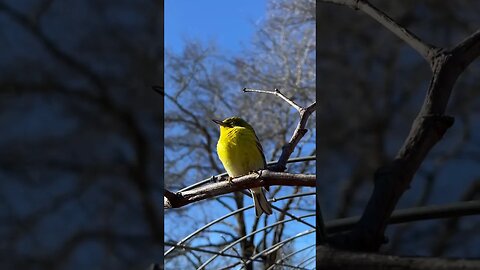 Is Something Wrong With This Yellow Finch Bird?