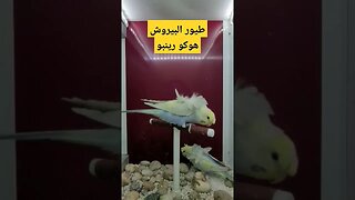 مسابقة أحسن زوج من طيور البيروش هوكو رينبو روعة