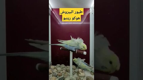 مسابقة أحسن زوج من طيور البيروش هوكو رينبو روعة