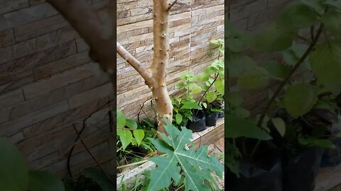 Jabuticaba Olho de Boi produzindo no vaso.