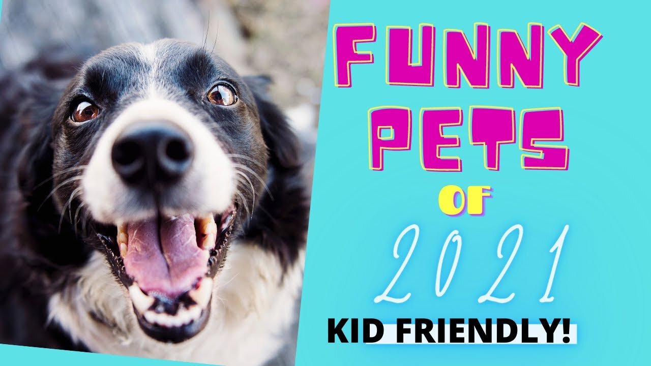 Funny Animal Videos for Kids in 2021 ❤️ Great for Kids!