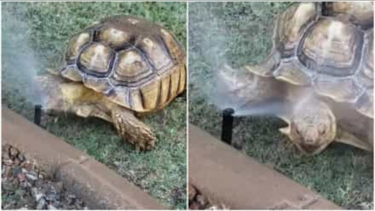 Tartaruga si rinfresca con l'ipianto di irrigazione