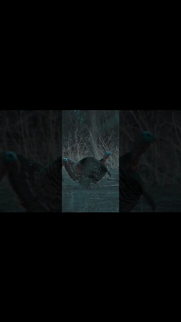 It's turkey season! Full episode on our channel! #huntwithahenry