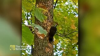 Listen to how hard this woodpecker pecks