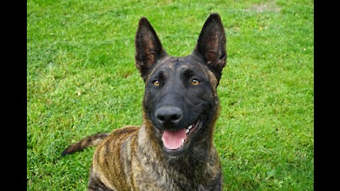 Guard Dog Training Step by Step for any dog or any home or company