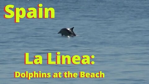 Dolphins at Levante Beach in La Linea, Spain