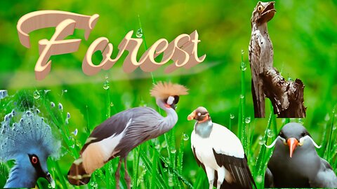 Beautiful Wild Birds/Wildlife