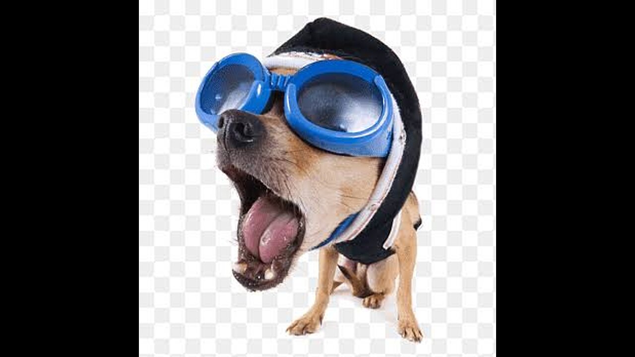 "Crazy Critter Antics: Hilarious Animal Moments!"