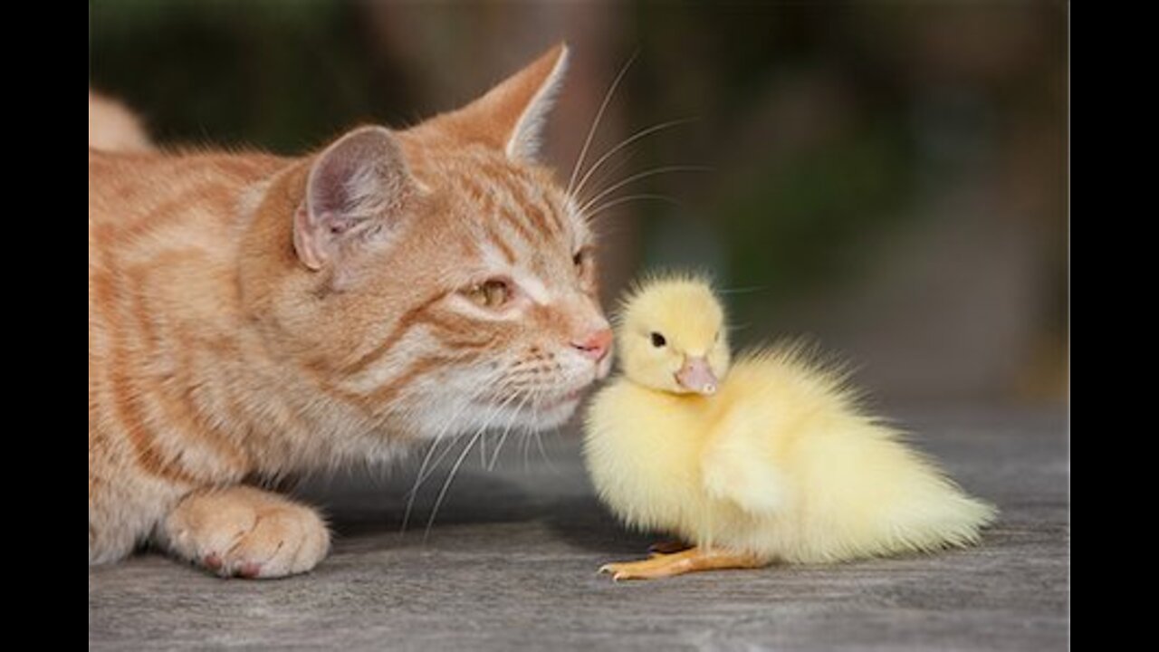 Beautiful and cute ducks in water mallon funny video