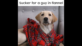Guy in Flannel [GMG Originals]