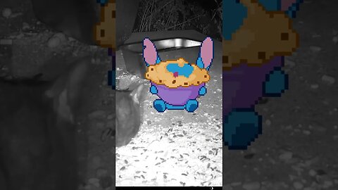 Stitch Visits And Eats Up The Feral Cat Food! 😎
