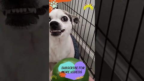 Funniest Cats And Dogs #shorts #short #viral