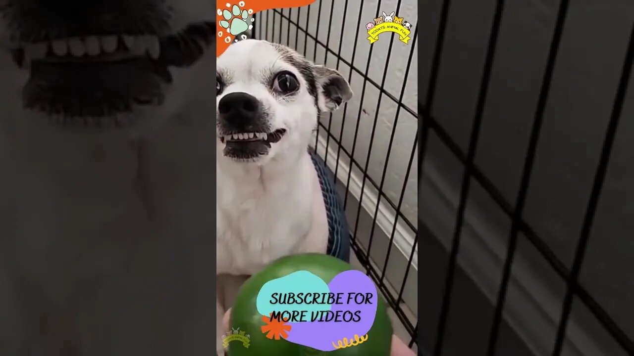 Funniest Cats And Dogs #shorts #short #viral