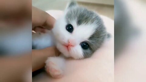 Cute Pets Compilation #001