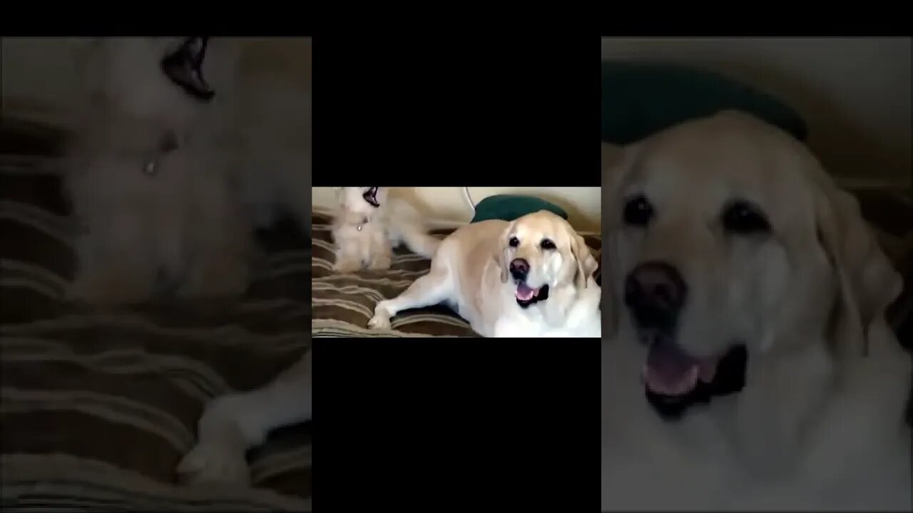 Jaiden When Do You Think??? #shorts #cats #dogs #funny #like #subscribe