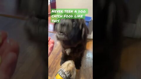 😜 🐶