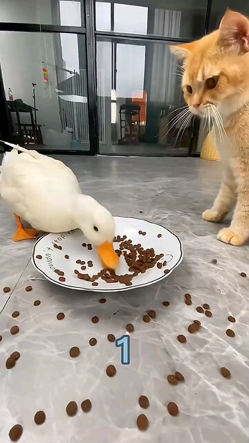 E esse pato , muito engraçado