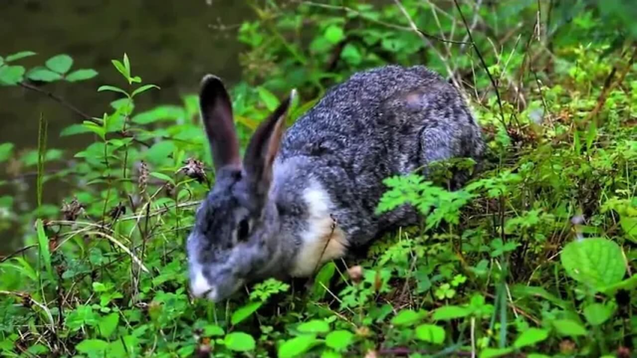 Tierwelt RABBIT