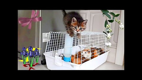 Kitten attacking guinea pigs🐱 The first meeting 🐷Shock reaction🤣