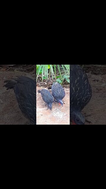 Jacu e seus filhotes em busca de alimentos