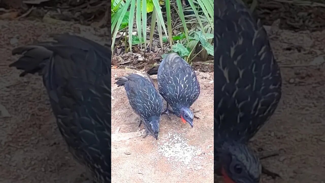 Jacu e seus filhotes em busca de alimentos