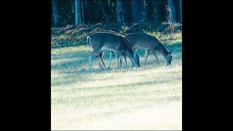 Deer browsing on Chickamauga Battlefield