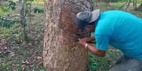 O corte na seringueira para a retirada do látex