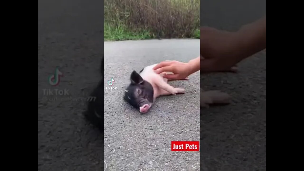 Cutest pet you will see today #shorts #cute #tiktok #viral #funnyanimals