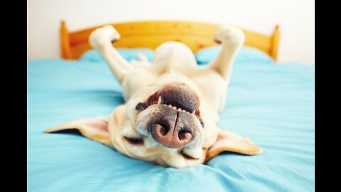 A very funny dog that looks like he's lonely