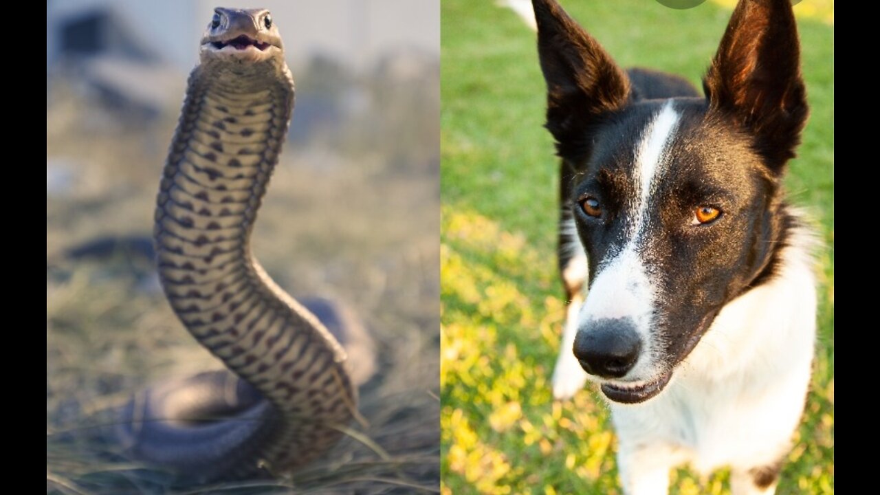 DOG BRAVELY DEFENDS CAT AGAINST SNAKE