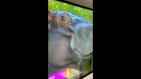 Animal