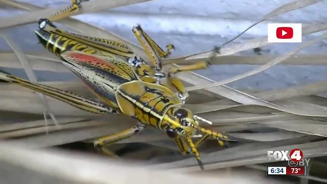 Grasshoppers cause trouble in Pine Island