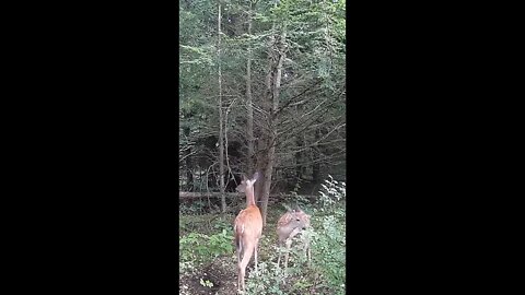 Momma n' Her Fawn