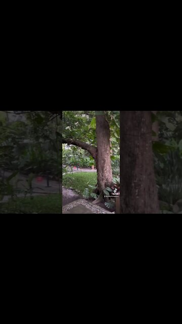 Best Restaurant In Comala, Mexico!