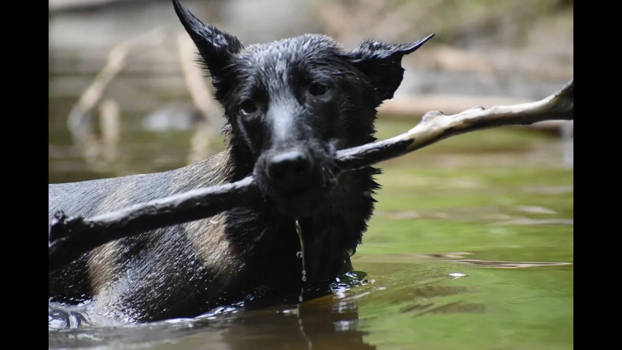 Bite Work For Working Dogs