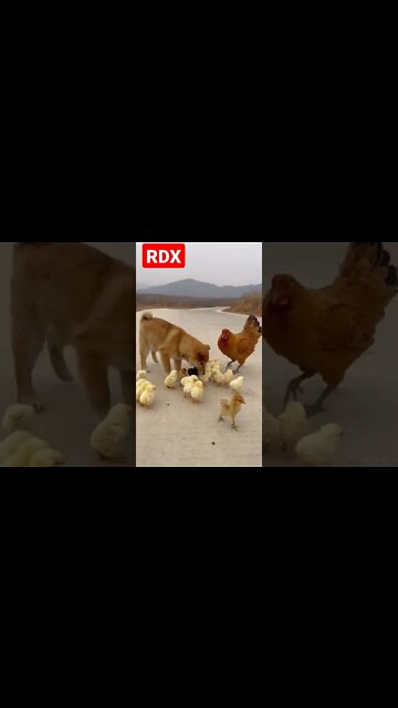 Meri Maa Ke Brabar Koi Nhi